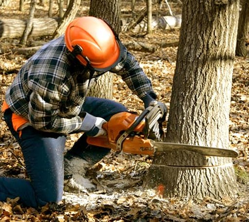 Tree Removal in Clarksville, FL